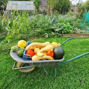 plants pour le potager