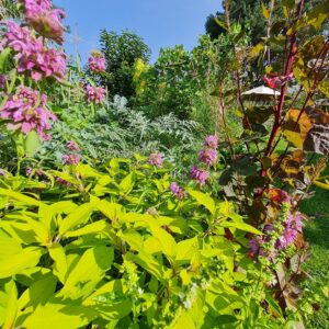 Plantes aromatiques et médicinales