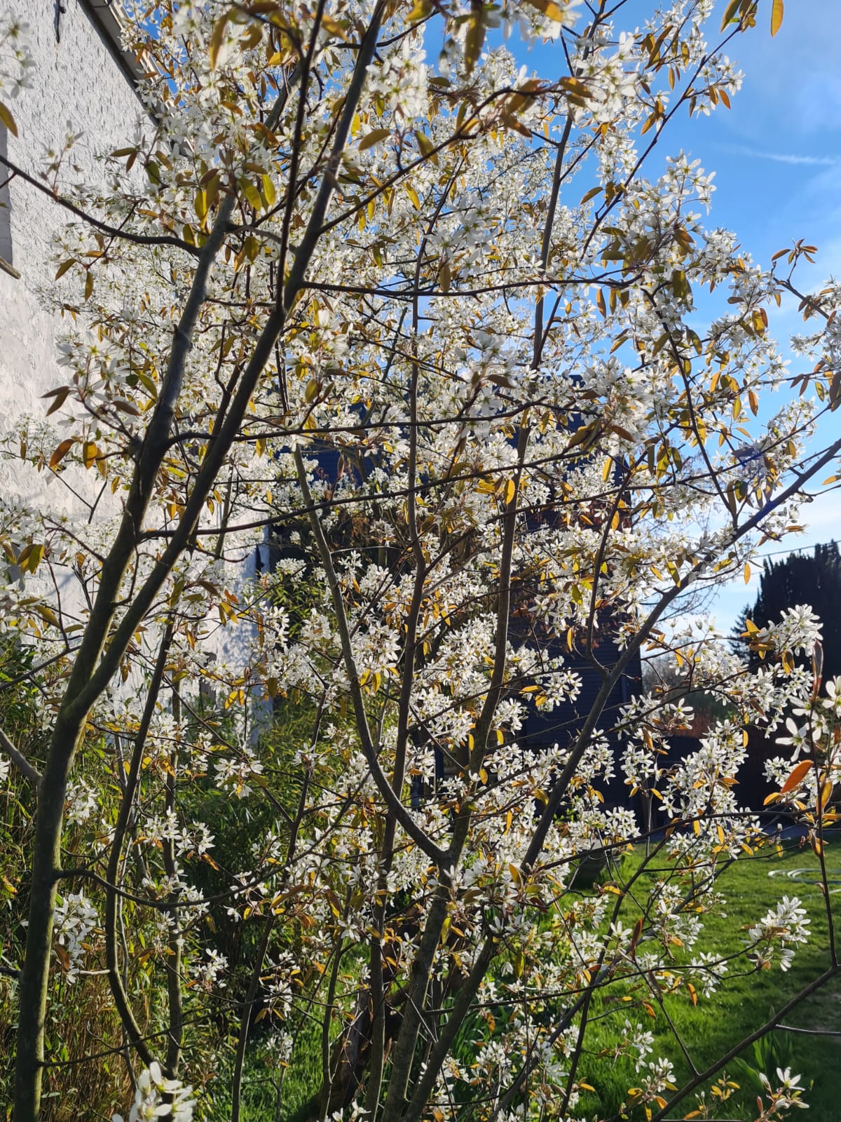 Amélanchier – Image 3