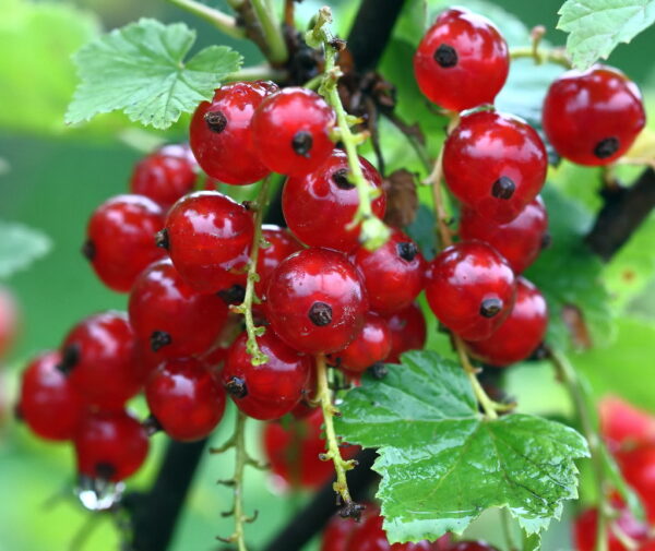 Groseiller Rouge