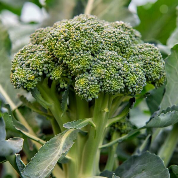 Brocoli 'Bobby'