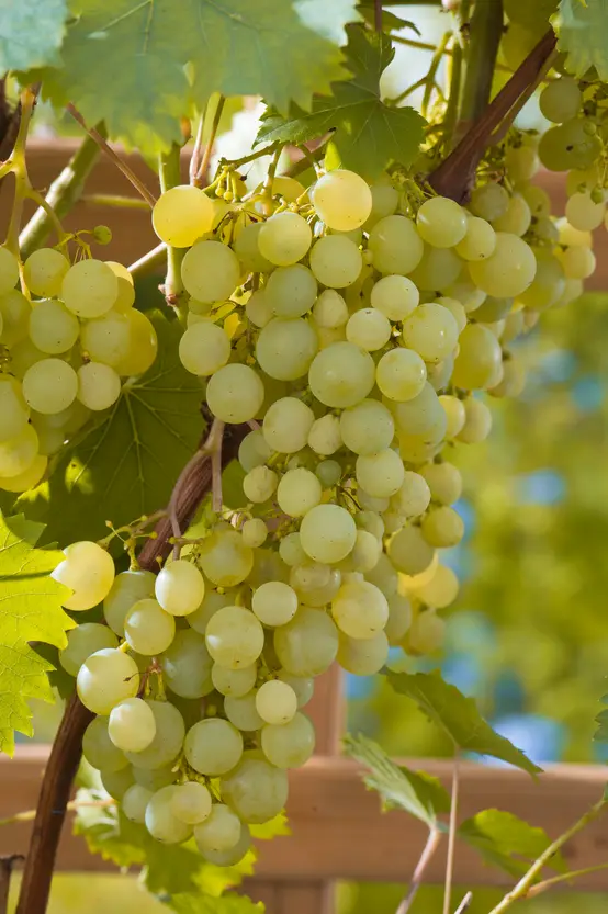 Vigne Perdin Ampelia