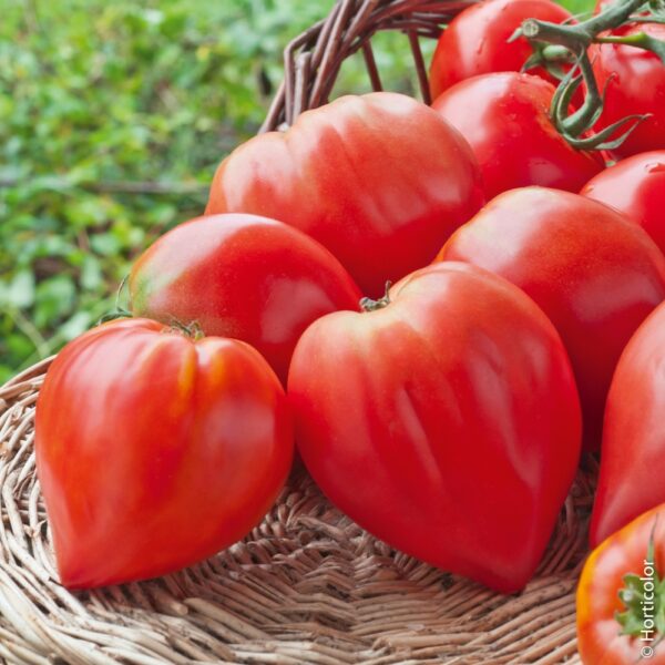 Tomate Coeur de Boeuf