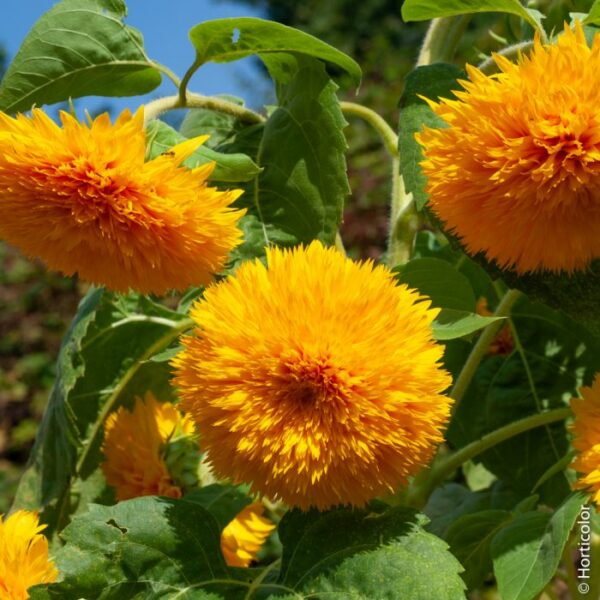 Tournesol double géant de Californie – Helianthus annuus