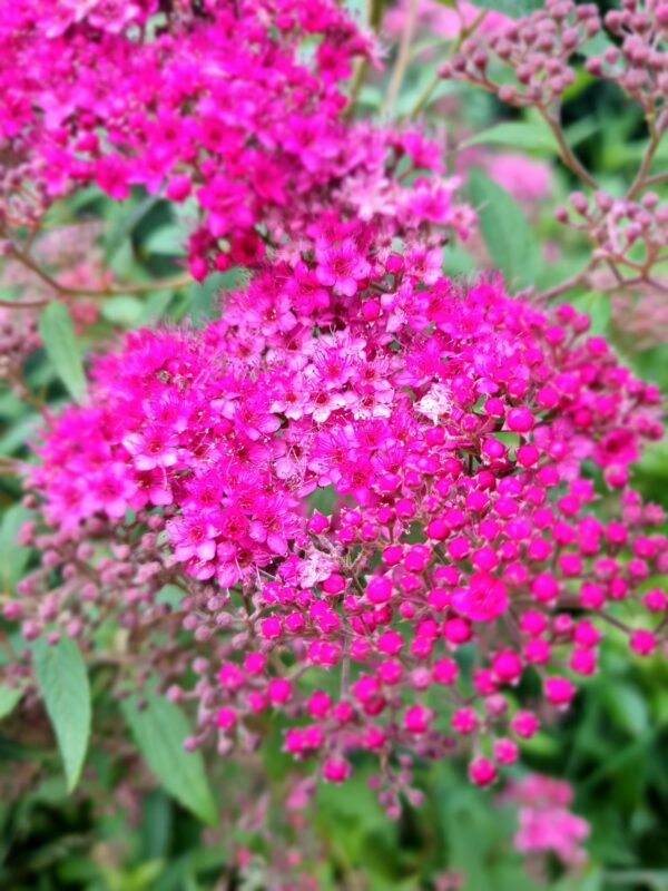 Spirée Japonica « Anthony Waterer »