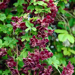 Les Plantes Grimpantes