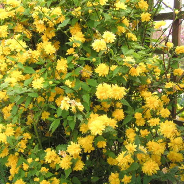 Kerria Japonica