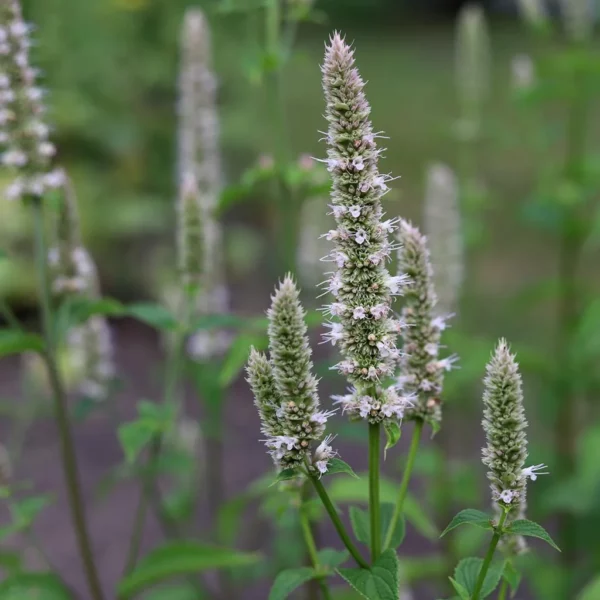 Agastache Nepetoide - Agastache Faux-Népéta