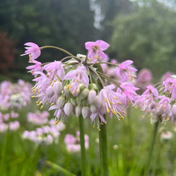 Ail Penché - Allium Cernuum