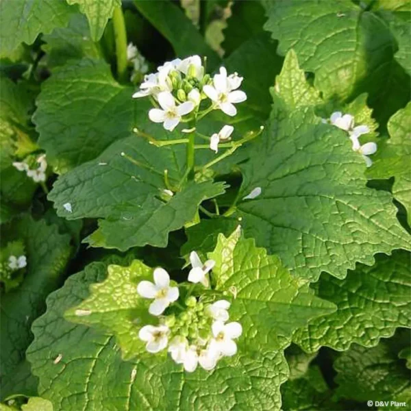 Alliaire Officinale  - Herbe à Ail