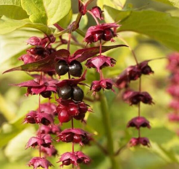 Arbres aux faisans - Leycesteria formosa