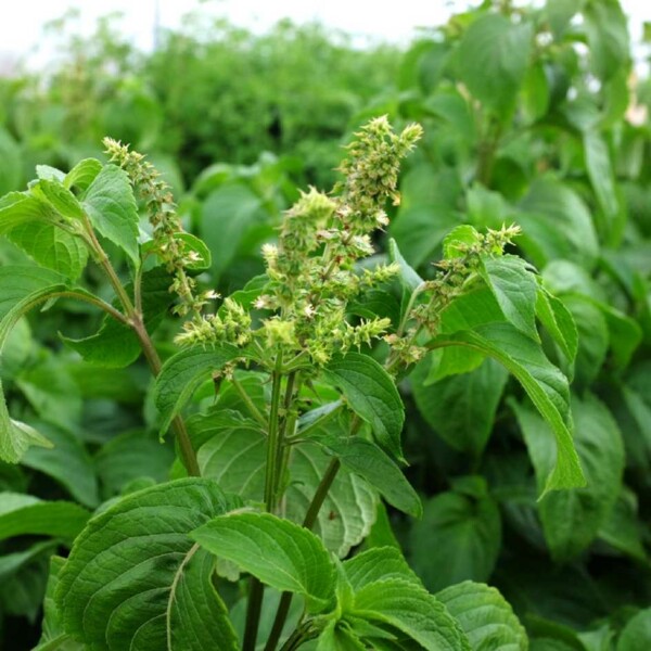 Basilic Clou de Girofle