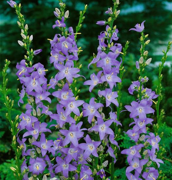 Campanule Pyramidale