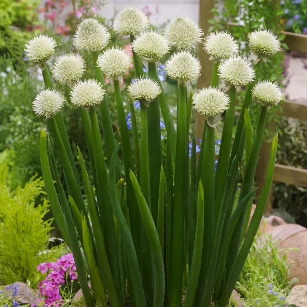 Ciboule commune blanche