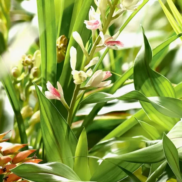 Gingembre Thaï Galanga - Alpinia Galanga