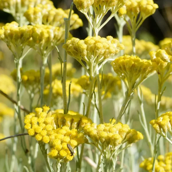 Hélichryse Italienne - Plante Curry