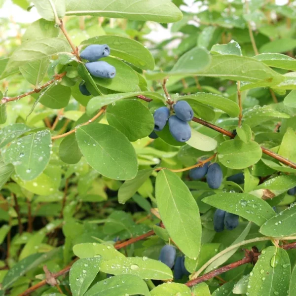 Baie de Mai – Camerisier- Chevrefeuille comestible - Lonicera Kamtschatica