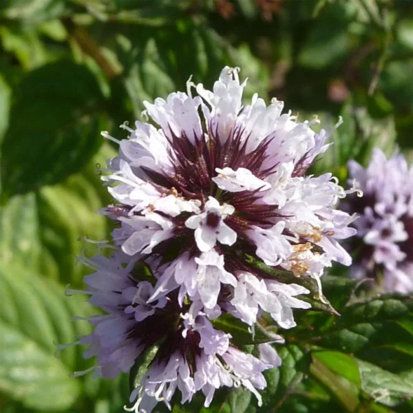 Menthe Citron