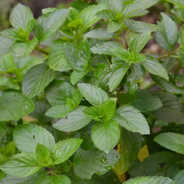 Menthe Bergamote