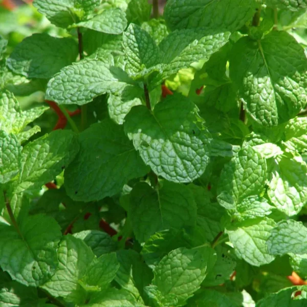 Menthe Pamplemousse