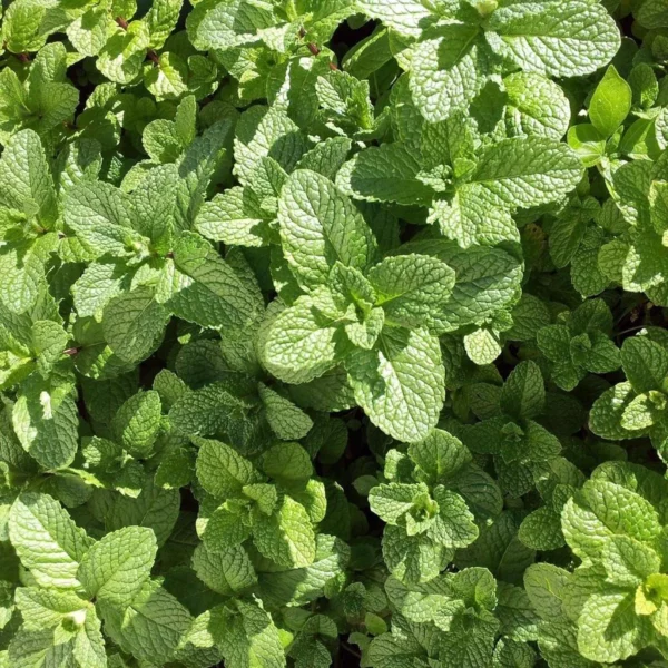Menthe Mojito