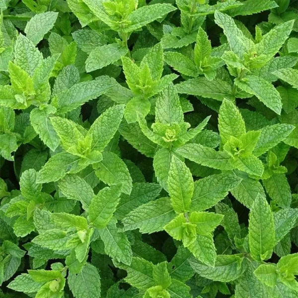 Menthe Marocaine