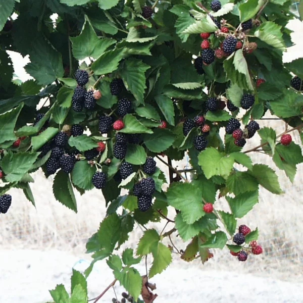 Murier sans épines - Ronce fruitière - Rubus fruticosus