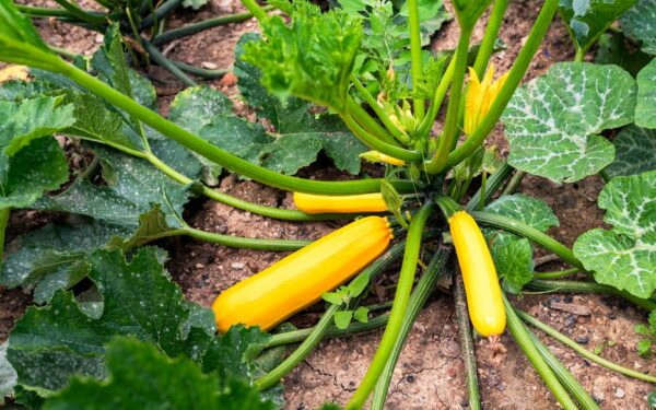 Courgette jaune