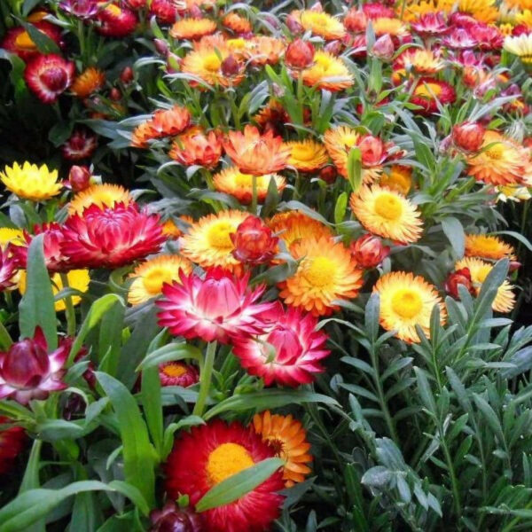 Immortelles à bractées – Helichrysum bracteacum