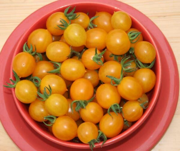 tomate cerise blondköpfchen