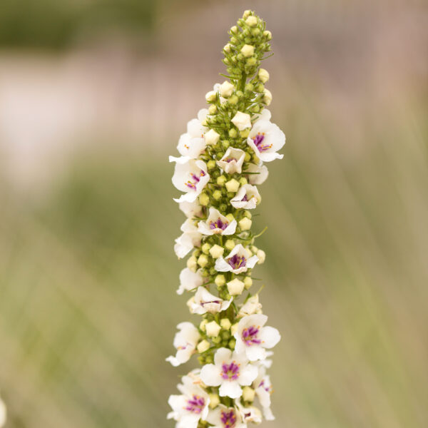 Molène de Chaix – Verbascum chaixii ‘Album’