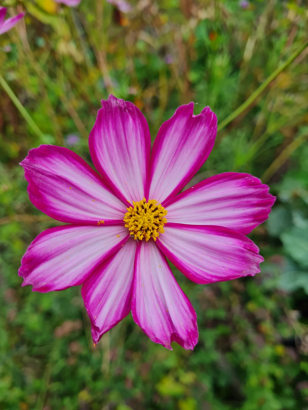 Cosmos sensation picoté – Cosmos bipinnatus