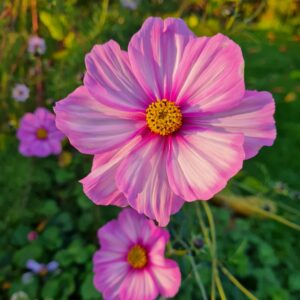 Les Fleurs Vivaces, Annuelles, Comestibles
