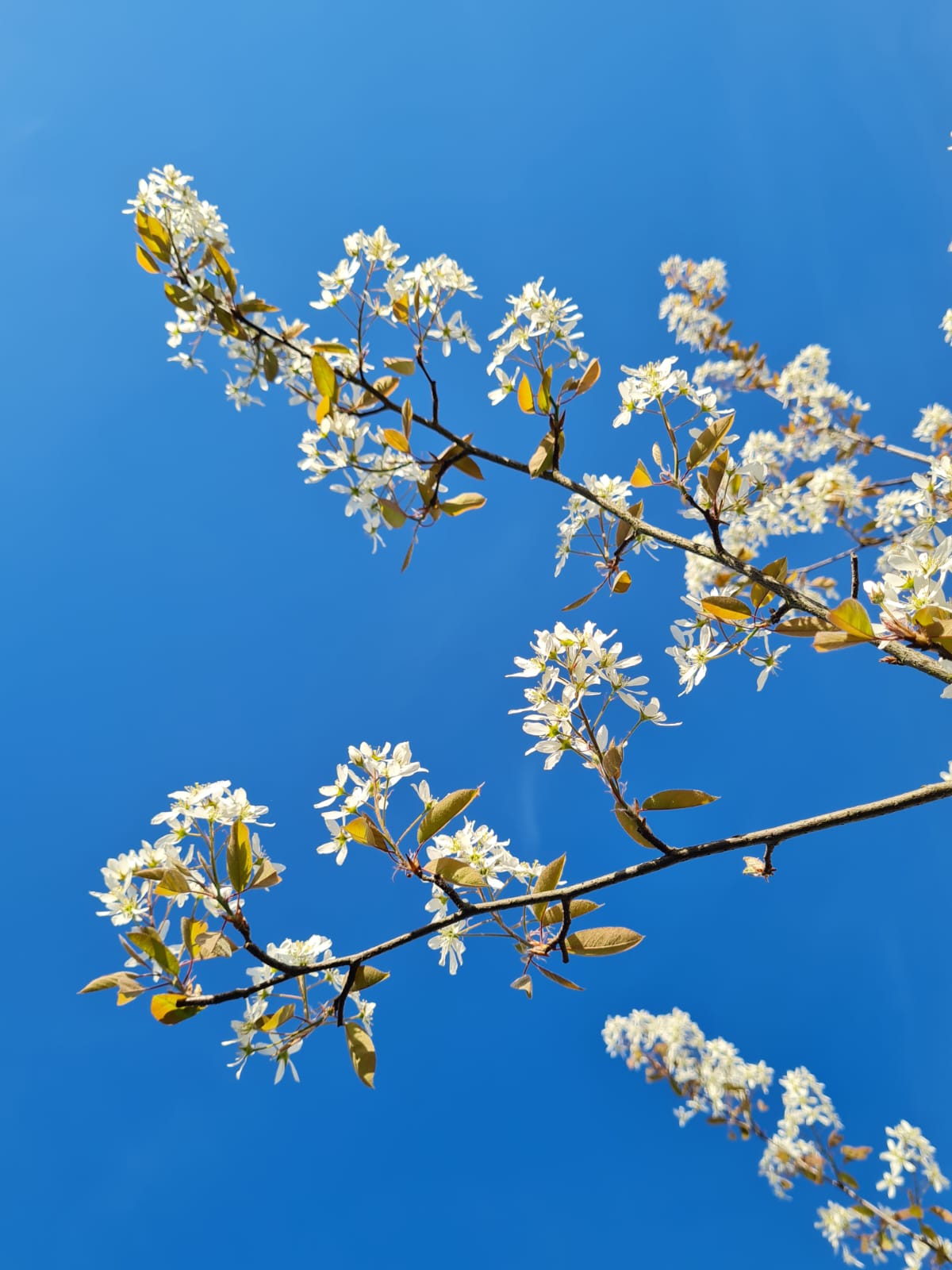 Amélanchier – Image 2