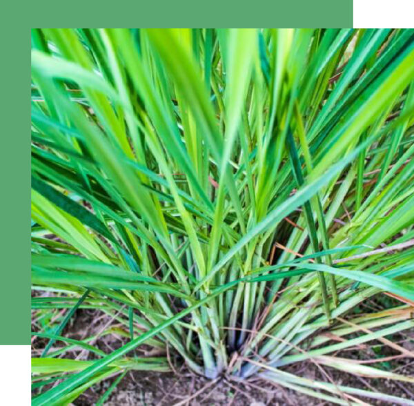Verveine des Indes - Verveine Citronnelle