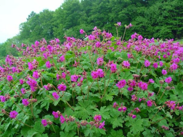 Geranium Macrorrhizum
