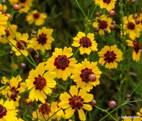 Coréopsis des teinturiers double butter Daisy – Coreopsis tinctoria