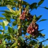 Glycine tubéreuse - haricot patate