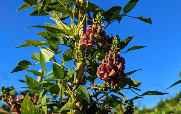 Glycine tubéreuse - haricot patate
