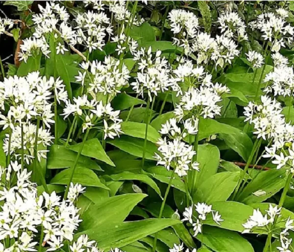 Ail des Ours