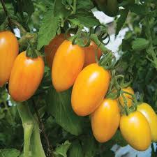 Légumes fruits