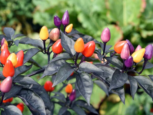 Piment Lila Luzi