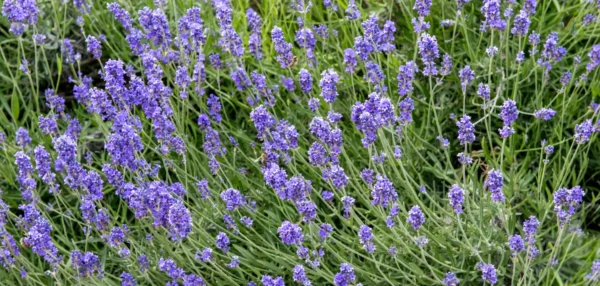 Lavande Officinale