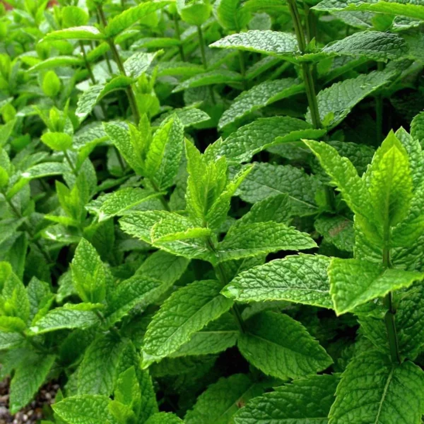 Menthe Poivrée