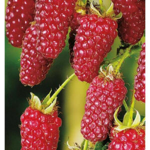 Les Petits Fruits