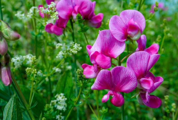 Pois de senteur roses