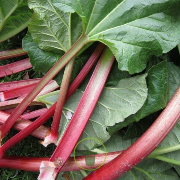 rhubarbe Victoria