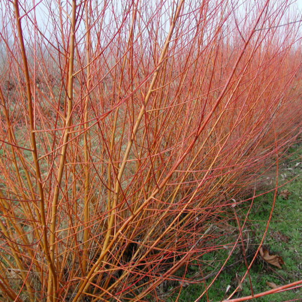 Salix viminalis – saule des Vanniers