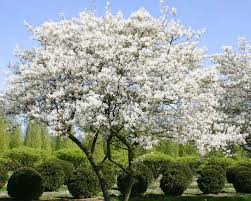 Arbres Fruitiers