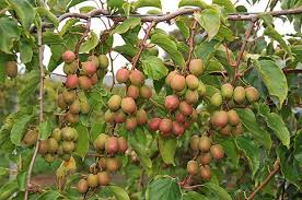 Lianes fruitières
